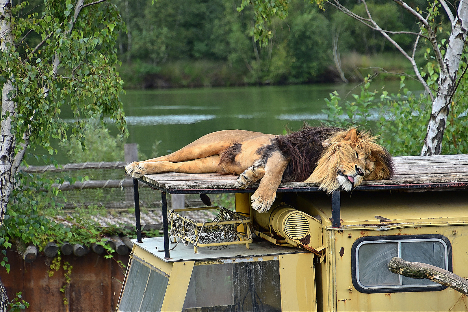 Löwe (Panthera leo) 