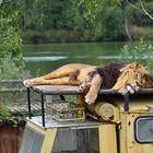 Löwe (Panthera leo) 