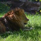 Löwe (Panthera leo)