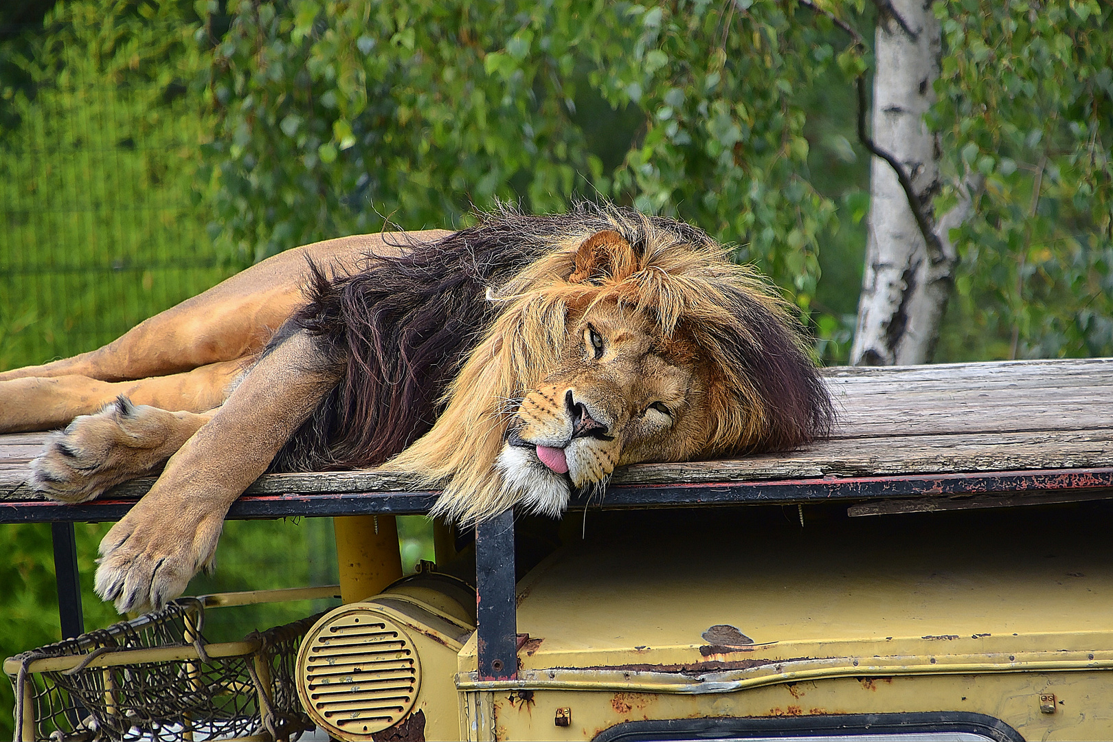 Löwe (Panthera leo)