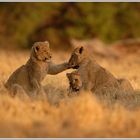 Löwe (Panthera leo)