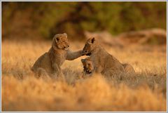 Löwe (Panthera leo)