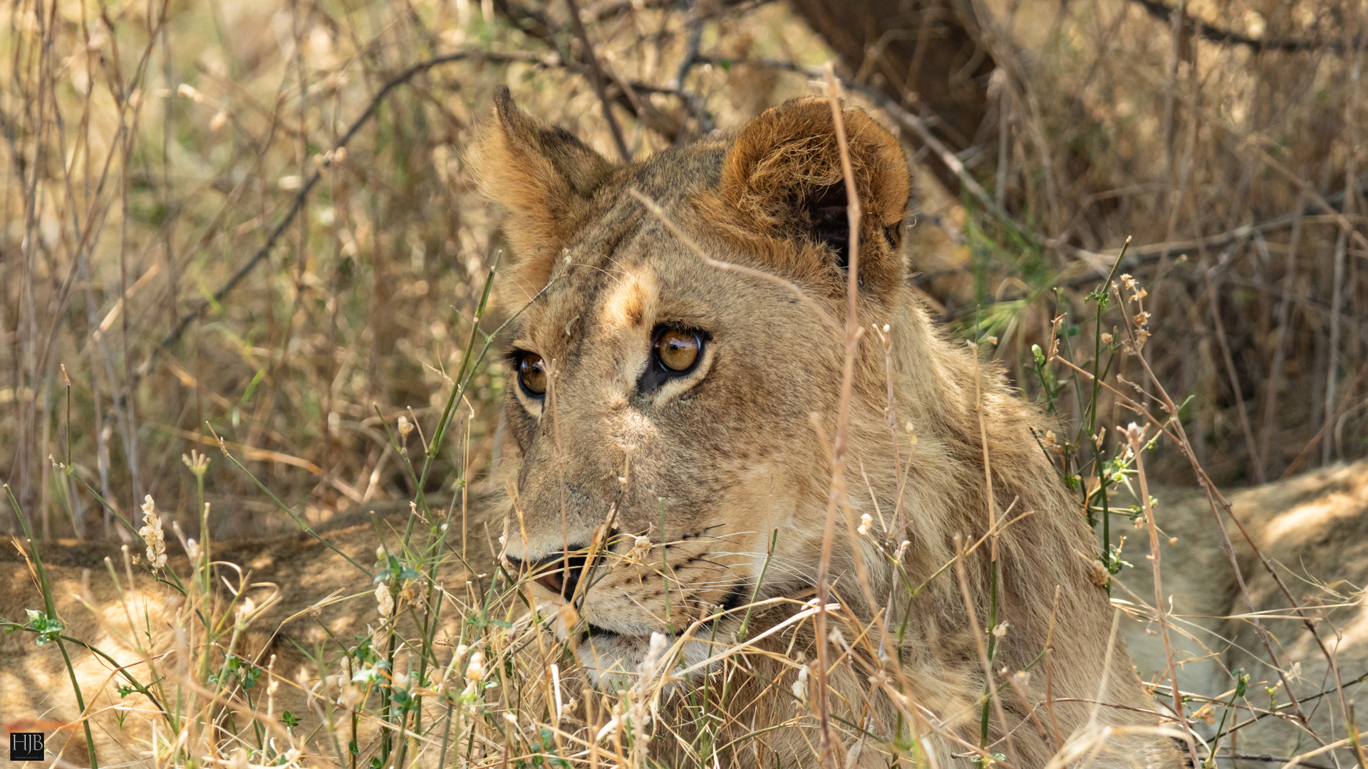 Löwe (Panthera leo) - lion