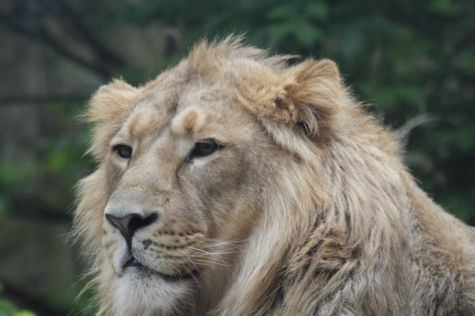 Löwe, Panthera leo, Parc Zoologique & Botanique de Mulhouse