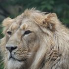 Löwe, Panthera leo, Parc Zoologique & Botanique de Mulhouse