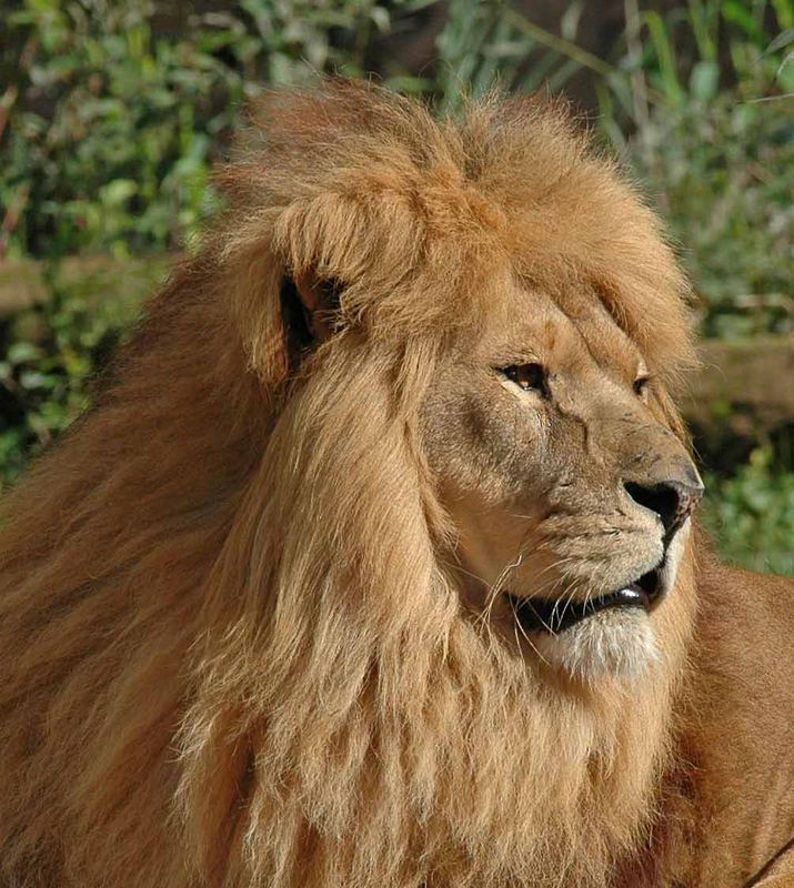 Löwe (Panthera Leo) Teil 2