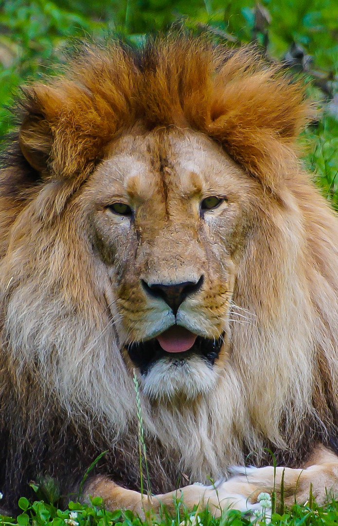 Löwe Portait