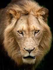 Löwe - Portrait