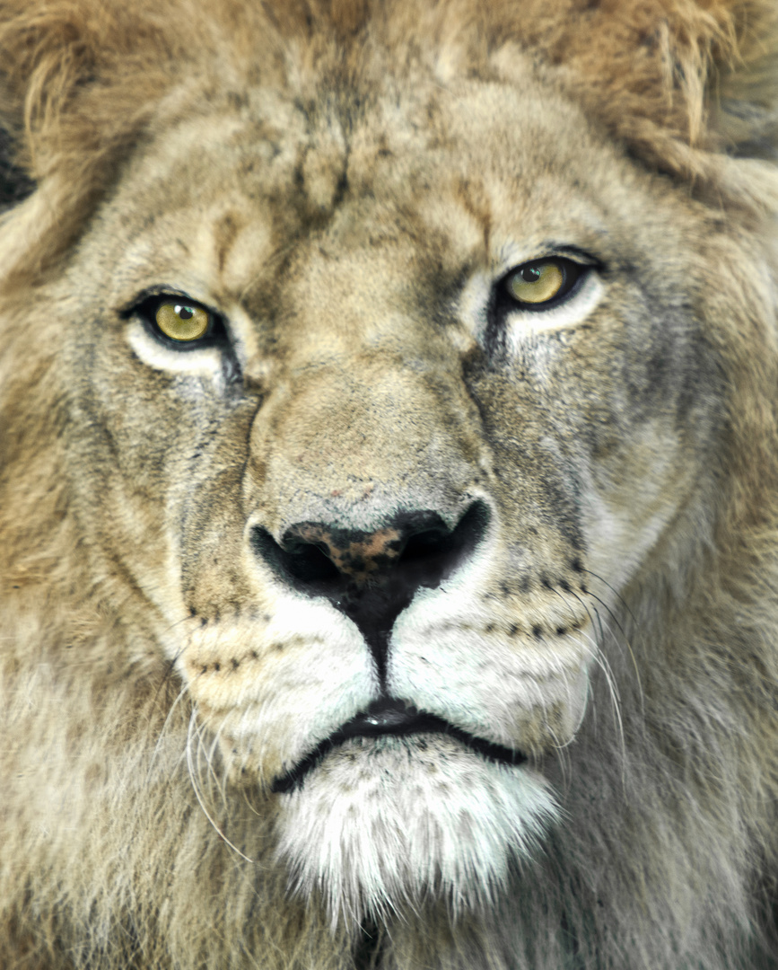 Lowe Portrait Foto Bild Fotos Natur Tiere Bilder Auf Fotocommunity