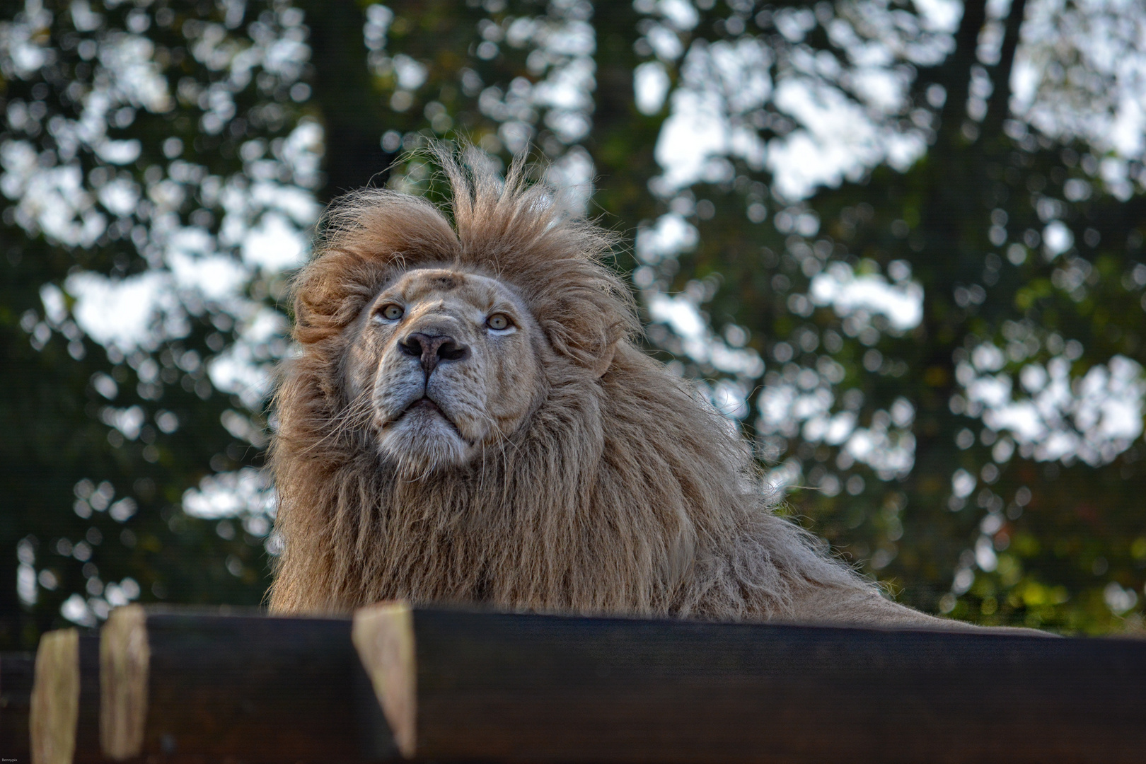 Löwe Safaripark Stukenbrock