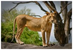 Löwe - Samburu NP