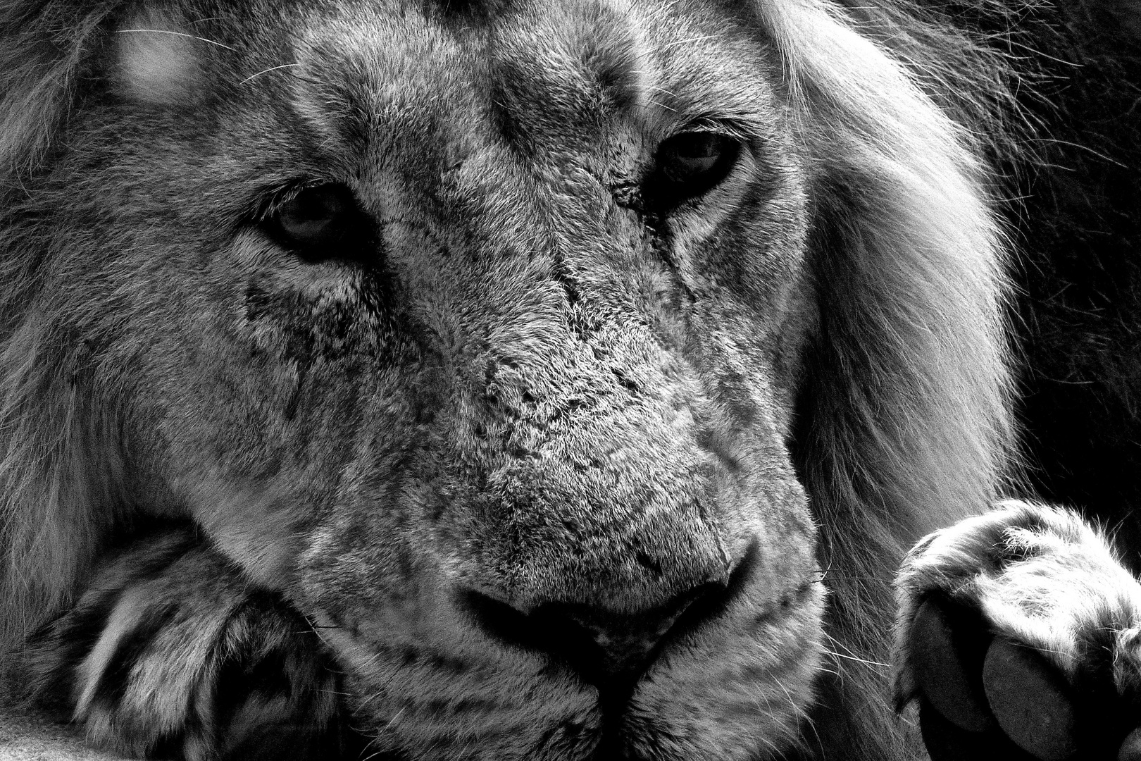 Löwe schwarz-weiß