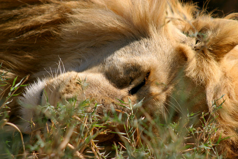 Löwe Serengeti