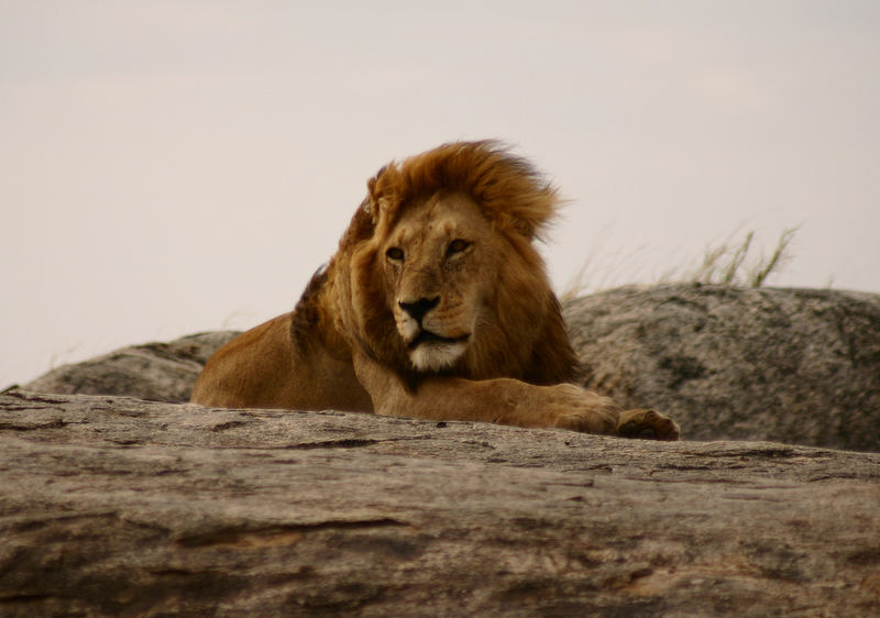 Löwe Serengeti