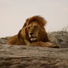 Löwe Serengeti