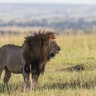 Löwe Serengeti Nord