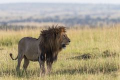 Löwe Serengeti Nord