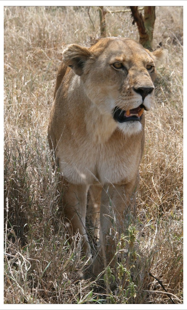 Löwe (Serengeti / Tanzania)