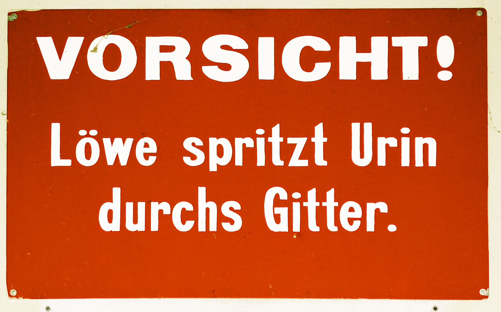 Löwe spritzt Urin durchs Gitter