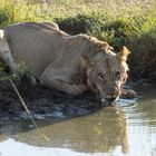 Löwe stillt seinen Durst