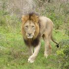Löwe - Südafrika