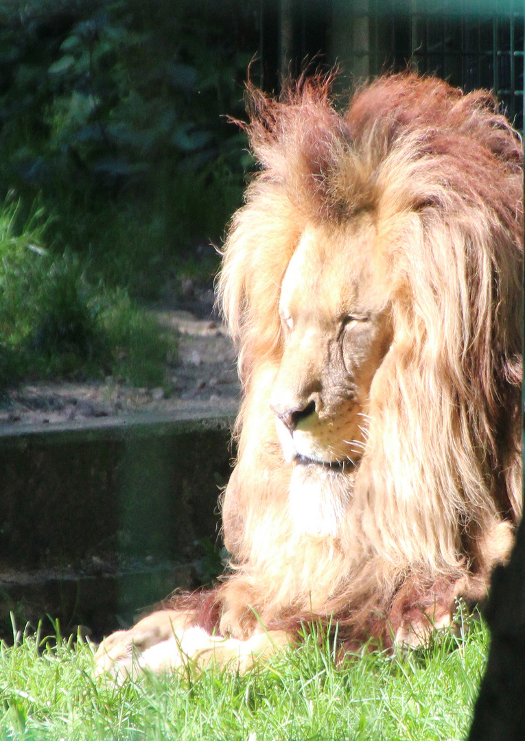 Löwe Tierpark Chemnitz Rabenstein