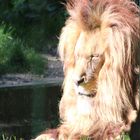 Löwe Tierpark Chemnitz Rabenstein