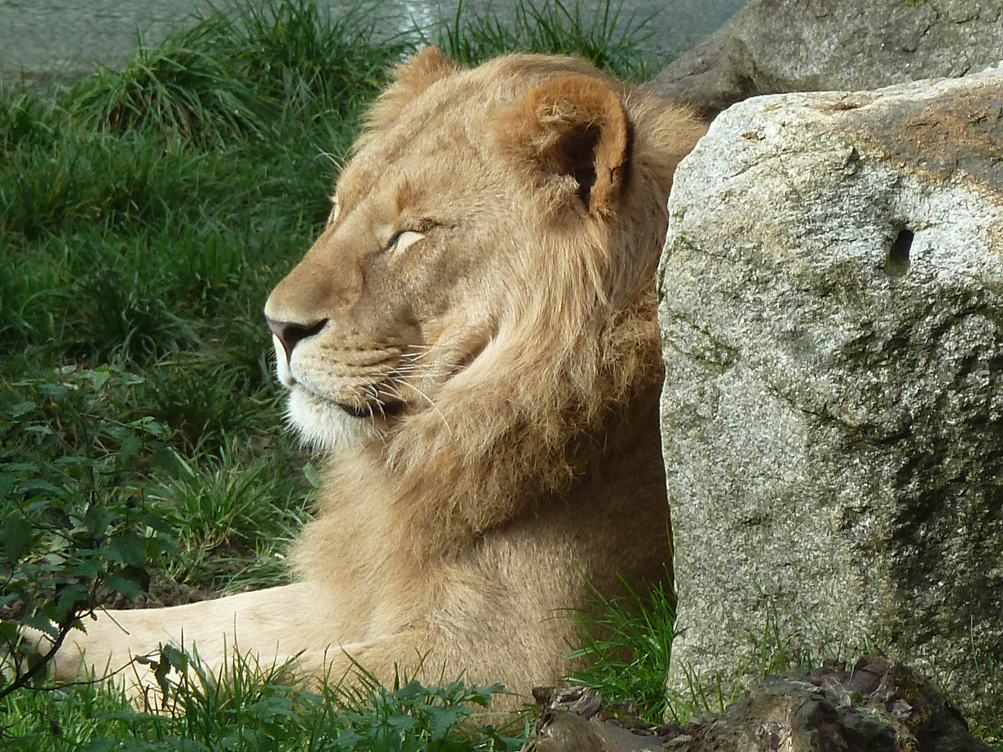 Löwe Tierpark Hellabrunn