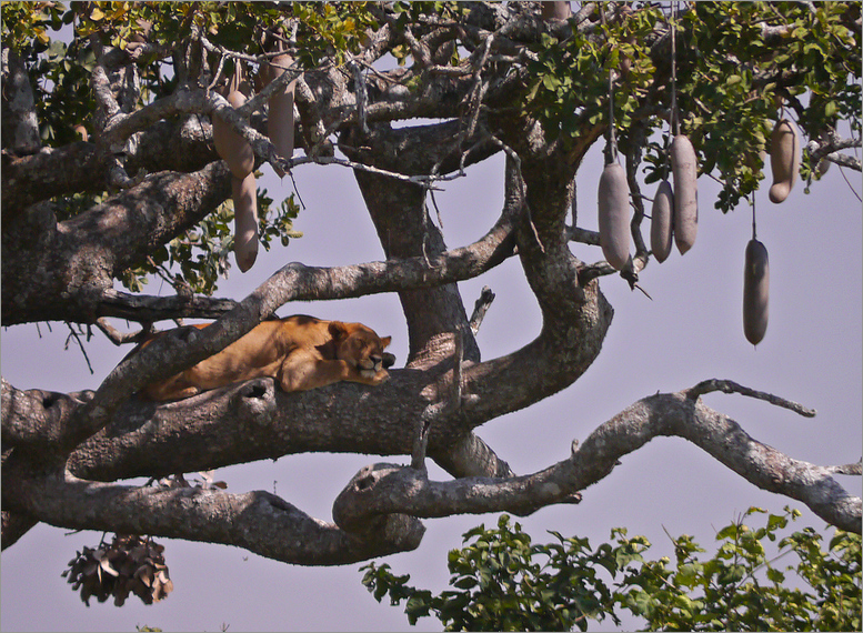 Löwe träumt im Leberwurstbaum...