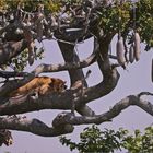 Löwe träumt im Leberwurstbaum...