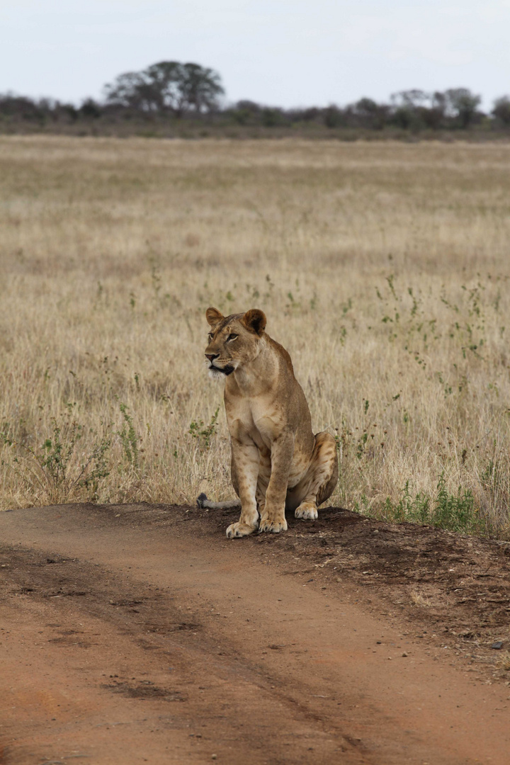 Löwe Tsavo