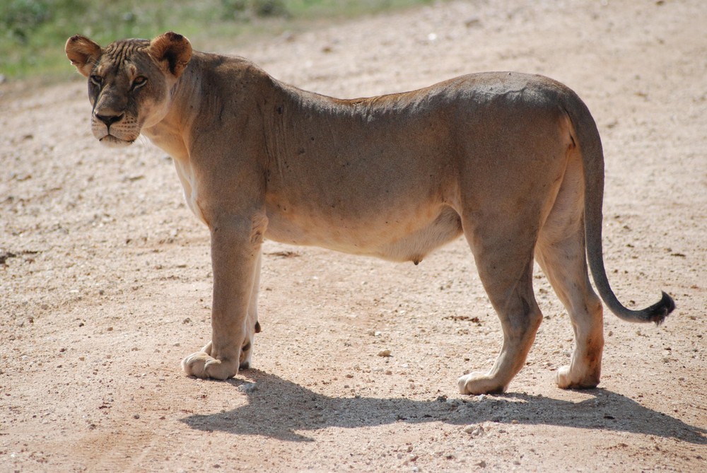 Löwe Tsavo Ost