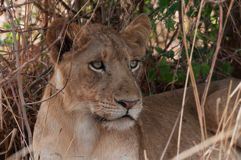 Löwe, Uganda