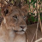 Löwe, Uganda