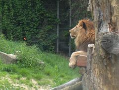 Löwe und Blume