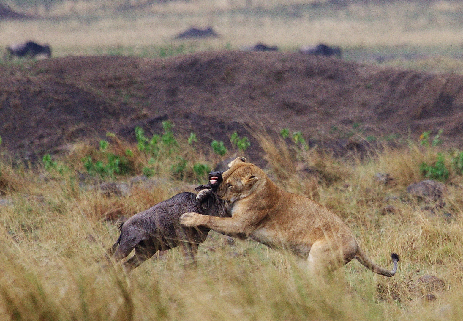 Löwe und Gnu