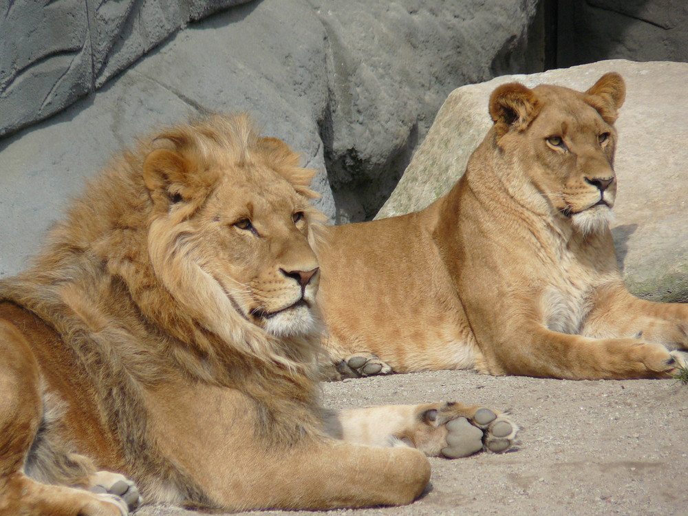 Löwe und Löwin bei Hagenbecks&hellip; Foto &amp; Bild tiere, zoo, wildpark