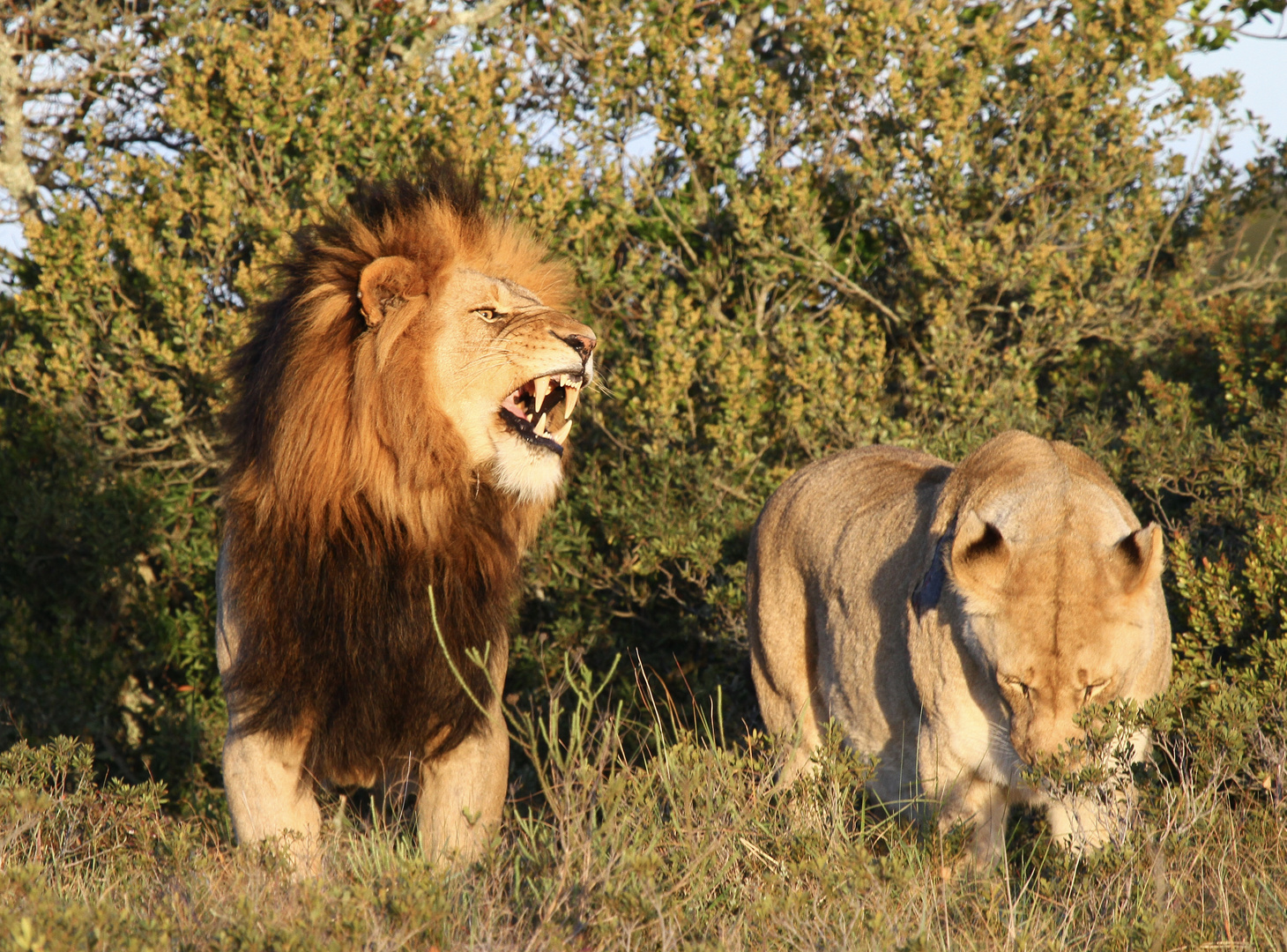 Löwe und Löwin in der Abendsonne