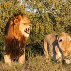 Löwe und Löwin in der Abendsonne