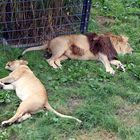 Löwe und Löwin schlafen im Heidelberger Zoo