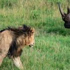 Löwe und Nashorn beschnuppern sich