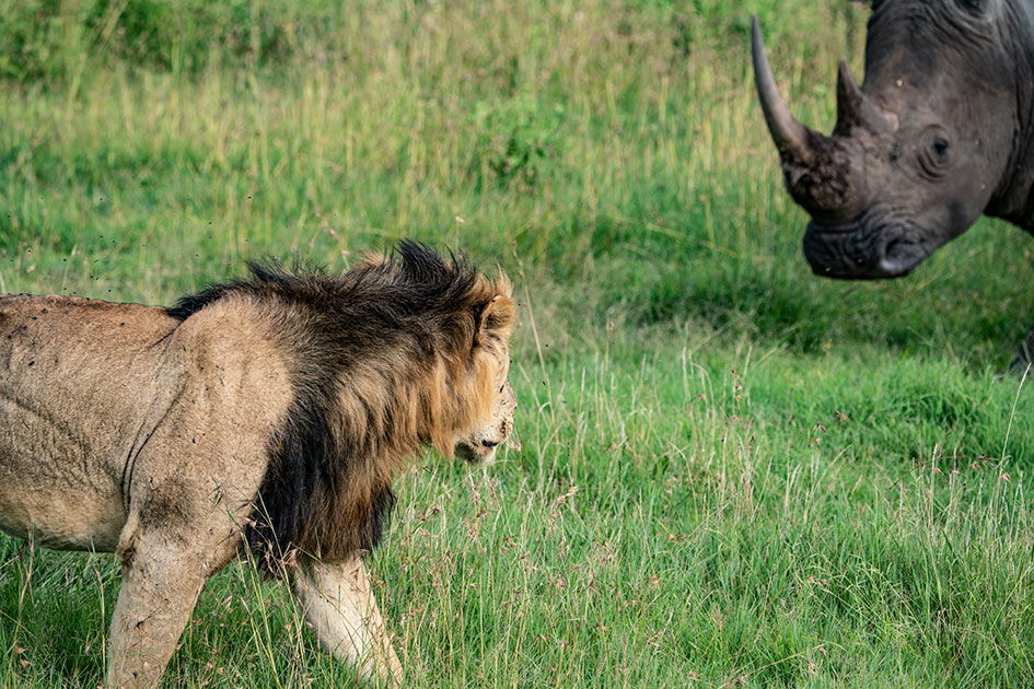 Löwe und Nashorn beschnuppern sich