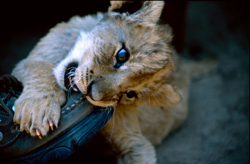 Löwe und Schuh