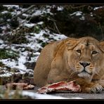 Löwe V (Panthera leo)