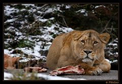 Löwe V (Panthera leo)