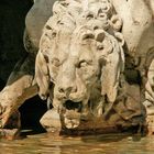 Löwe Vierströme Brunnen Piazza Navona