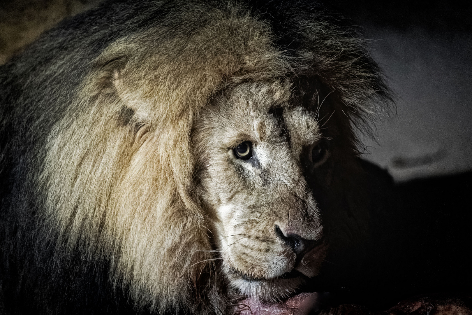 Löwe von Mount Etjo