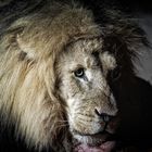 Löwe von Mount Etjo