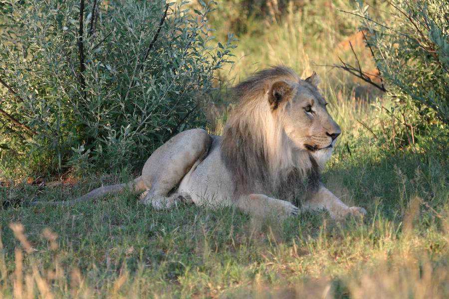 Löwe vor der Jagd