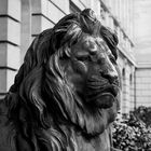 Löwe vor Museum König Bonn